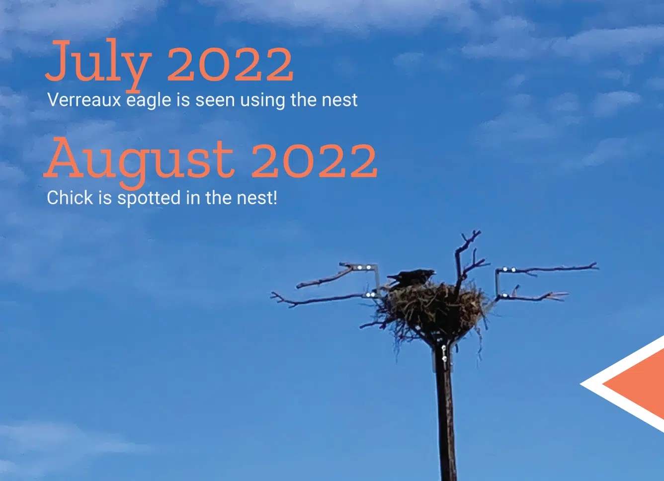 Featured image for “Successful translocation of eagle nests”
